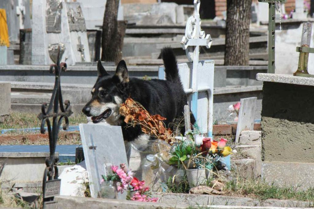 Capitán, el Can que nunca abandonó a su papá humano