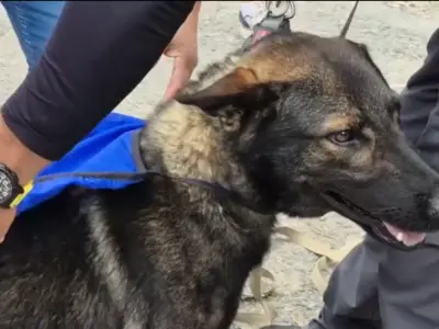 🐾 Shamal, el olfato que guía la esperanza