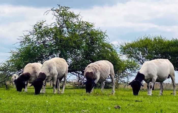 Alarma sanitaria: detectan casos de “oveja loca” y crece la preocupación por el debilitamiento del SENASA