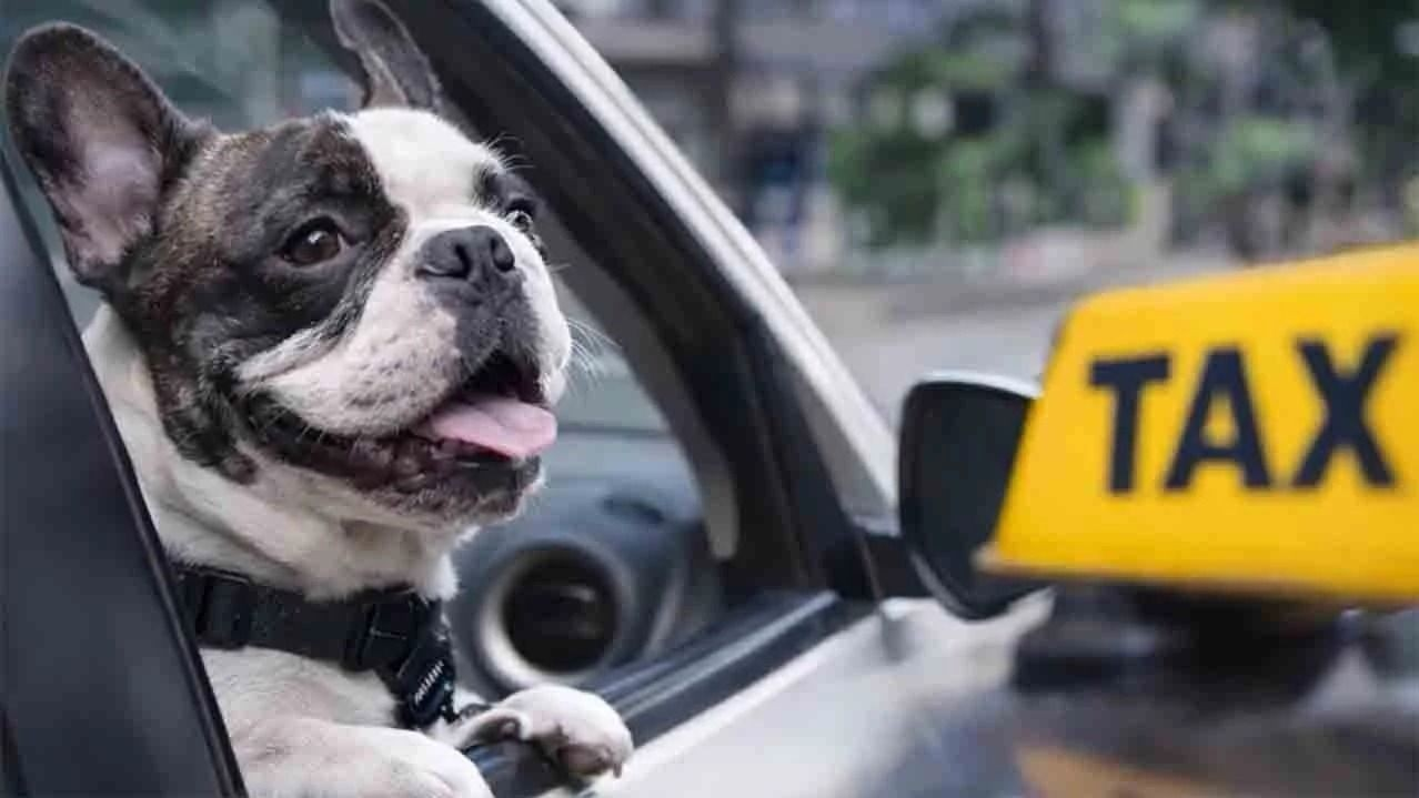 Mar del Plata rompe una prohibición histórica y habilita mascotas en los taxis