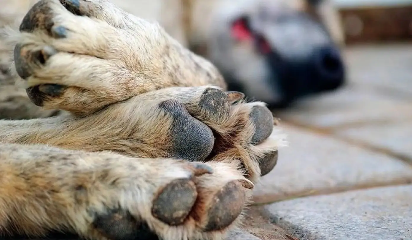 Matar o torturar animales ya no sale gratis: un hombre irá preso por apuñalar a una perra