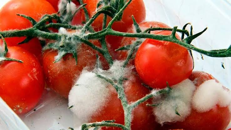 Hasta el 40% de los alimentos frescos se pierde antes de llegar a la mesa: la ciencia busca frenar un desperdicio millonario